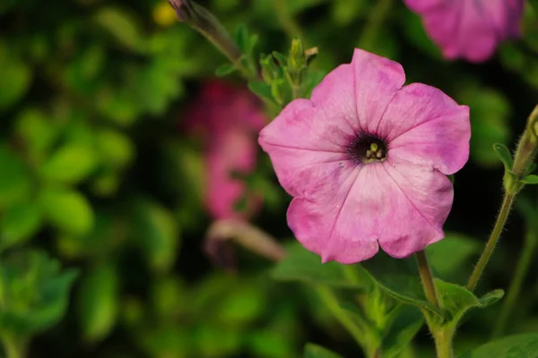 Розовый Цветок Петунии Цветущий Саду Копия Пространства — стоковое фото