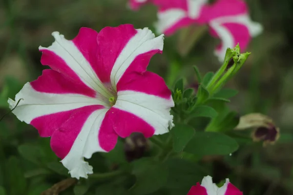 Зоряна Квітка Петунії Саду — стокове фото