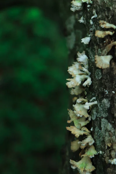 Гриб Лісі Зеленим Тлом — стокове фото