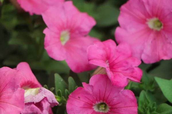 Селективное Внимание Розовый Цветок Петунии — стоковое фото