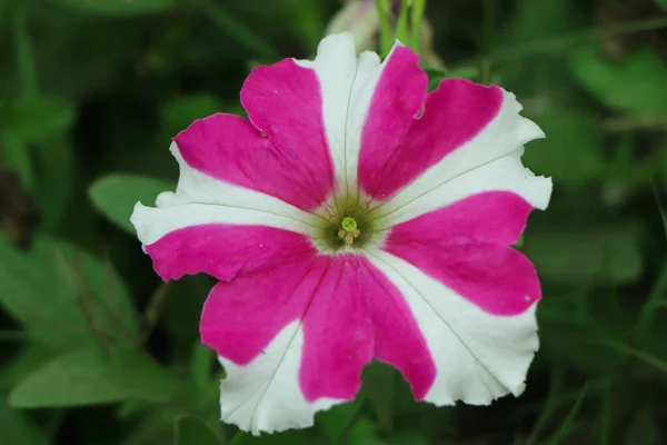 Petunia Stella Rosa Giardino — Foto Stock