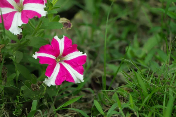 Bright Pink White Color Petunia Flower July — Stock Photo, Image