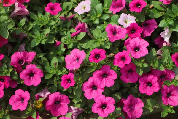 Hintergrund Der Rosa Petunienblume Blüht Garten — Stockfoto