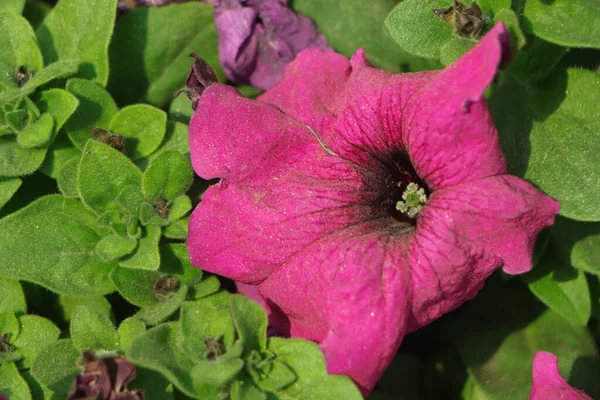Yeşil Arka Planlı Parlak Pembe Petunya Çiçeği — Stok fotoğraf
