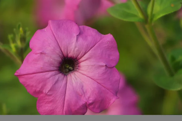 Renkli Yeşil Arkaplanı Olan Güzel Pembe Petunya Çiçeği — Stok fotoğraf