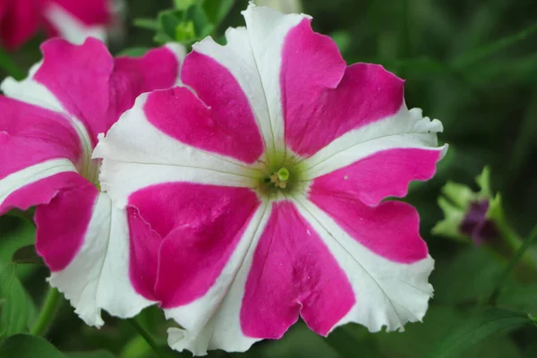 Estrella Petunia Con Foco Selectivo Floreciendo Jardín —  Fotos de Stock