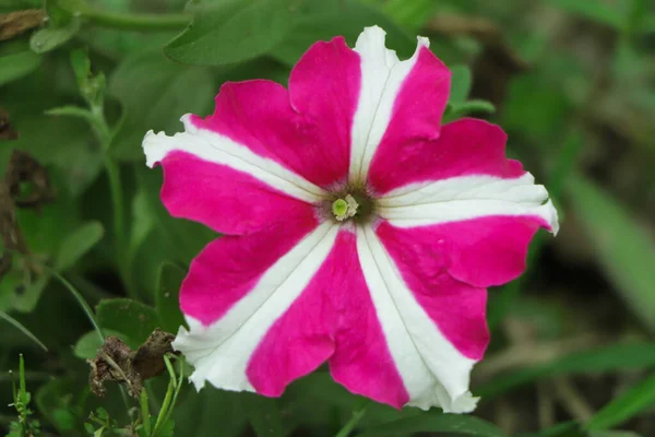 Selective Focus Petunia Flower Blooming Garden — Stock Photo, Image