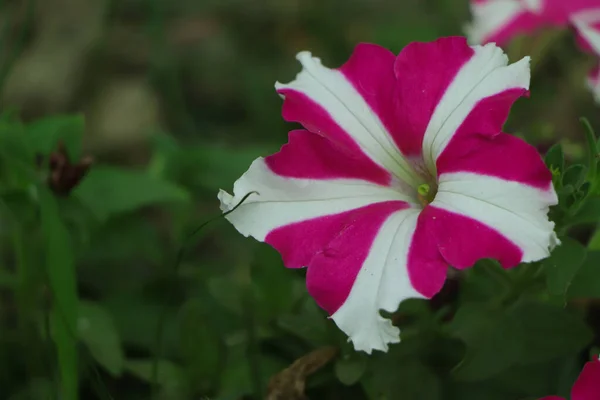 Квітка Петунії Саду Копією Простору — стокове фото