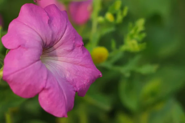 Επιλεκτική Εστίαση Στο Ροζ Λουλούδι Πετούνια Πράσινο Φόντο — Φωτογραφία Αρχείου
