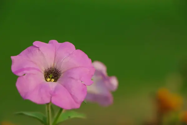 Kopya Alanı Olan Pembe Petunya Çiçeği Üzerine Seçici Odak — Stok fotoğraf