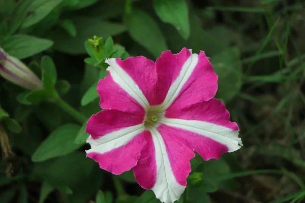 Fiore Petunia Stella Bianca Rosa Fioritura Giardino — Foto Stock