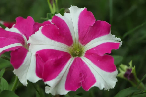 Ροζ Και Λευκό Λουλούδι Πετούνια Στον Κήπο — Φωτογραφία Αρχείου