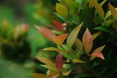 Syzygium australe bitkisi, Avustralya 'nın doğusunda bulunan bir yağmur ormanı ağacıdır.