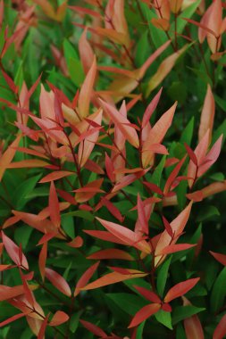 syzygium austral Avustralya Gül Elması 'nın arkaplanı.