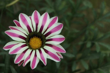 Bahçede pembe gazania çiçeği