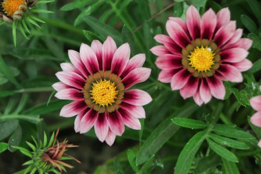 Pembe Gazania çiçeğinin arka planı