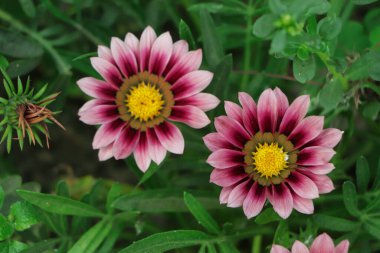 Pembe Gazania çiçeğinin arka planı