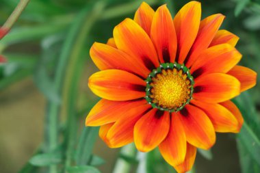 Close up of a Gazania flower, Treasure flower in full bloom, yellow Gazania, Gazania rigens, (aka Gazania splendens)