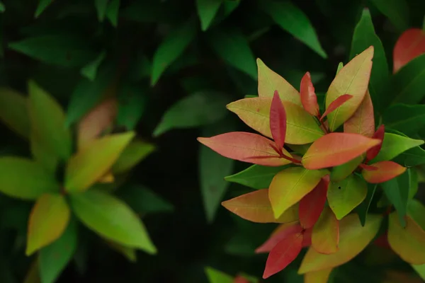 stock image Syzygium Australe tree in morning sunlight. Syzygium Australe with common names brush cherry, scrub cherry, creek lilly-pilly, creek satinash, and watergum. selective focus. blurred background