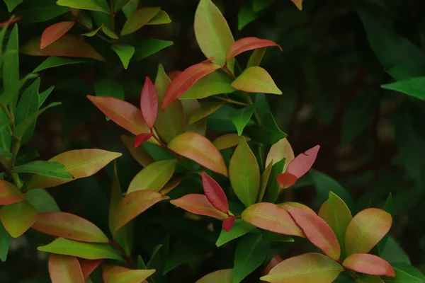 Christina Hojas Syzygium Australe Fondo Textura Hoja Roja Verde Primavera — Foto de Stock