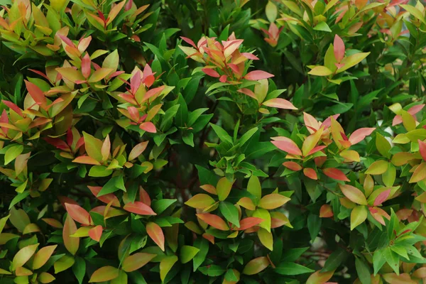 Christina Hojas Syzygium Australe Fondo Textura Hoja Roja Verde Primavera —  Fotos de Stock