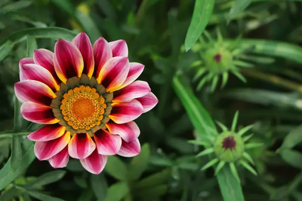 Pembe Gazania Çiçeğine Yaklaş — Stok fotoğraf