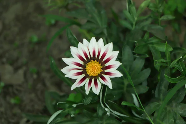 Bahçede Yeşil Yapraklı Pembe Gazania Çiçeği — Stok fotoğraf