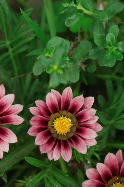 Bahçede pembe gazania çiçeği