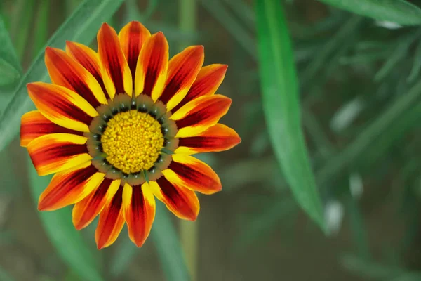 黄色と赤ガザニアの花のクローズアップ — ストック写真