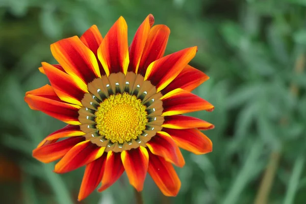 Blommor Orange Och Röda Blommor Vackra Blommor Naturlig Med Oskärpa — Stockfoto