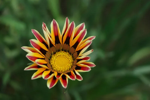 ガザニアの花を閉じます ガザニアの花 ガザニア 花にガザニアの花 — ストック写真
