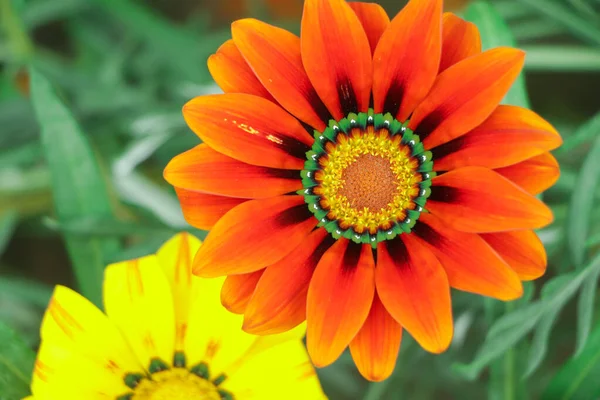 Bahçede Farklı Renklerde Gazania Çiçekleri — Stok fotoğraf
