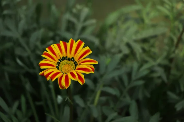 Yellow Red Gazania Flowers Close — Stok fotoğraf