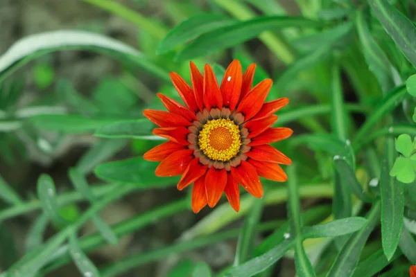 Gazania Rigens Syn Splendens Bazen Hazine Çiçeği Olarak Bilinir Asteraceae — Stok fotoğraf