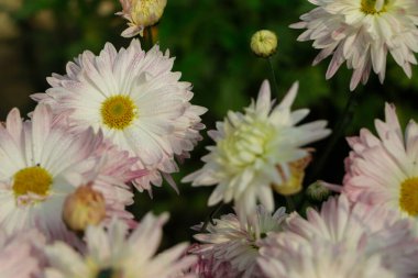 Arka plandaki buket pembe çiçekler kışı kasımpatı - çeşitleri, mor