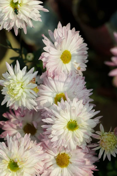 stock image Chrysanthemum flowers close up. Pink Chrysanthemums. Floral background of autumn purple chrysanthemums.