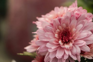 Güzel pembe kasımpatılar sonbaharda bahçede güneşli bir günde kapanıyor. Sonbahar çiçekleri. Çiçek kafalı.