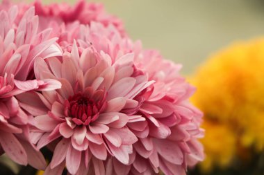 Bahçede açan tatlı pembe kasımpatılar