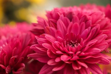 Beautiful pink and white chrysanthemum flower closeup shot in daylight in a botanical garden of asia
