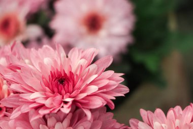 Çiçekli pembe küçük kasımpatılar. Kasımpatı çiçeği tarlası arka planı.