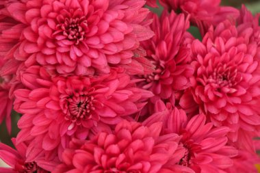 Dahlia Sonbahar Çiçeği Tasarımı. Kopyalama alanı ile.