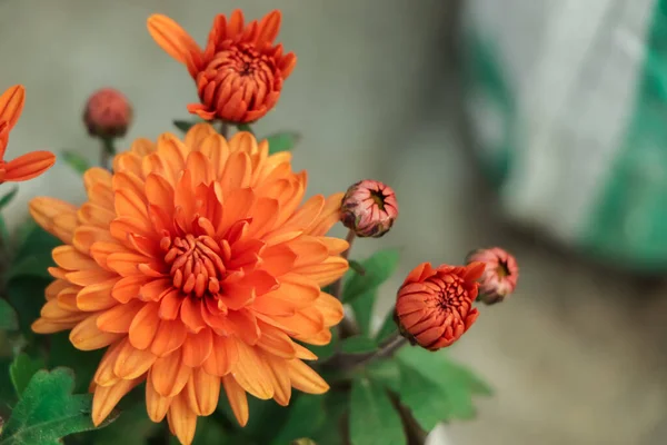 Fiore Crisantemo Arancione Giardino Fotografia Stock
