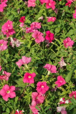 Doğa fotoğrafı güzel bir petunya çiçeğidir. Çiçekli pembe yapraklı Petunya çiçeği. Açık tomurcuklu pembe Petunya çiçeği