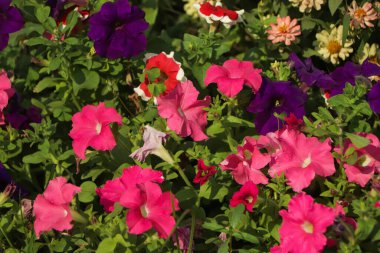 Kopya alanı ve yeşil sırtı olan pembe petunya çiçeği