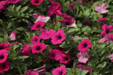 Bir çok pembe petunya çiçeğinin arka planı