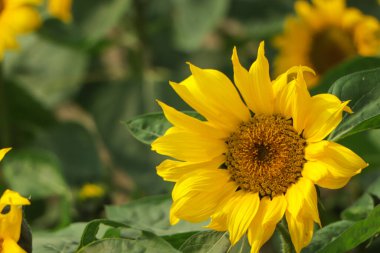 Ayçiçeği bahçesi. Ayçiçeklerinin bol sağlık faydaları vardır. Ayçiçeği yağı deri sağlığını geliştirir ve hücre yenilenmesini teşvik eder.