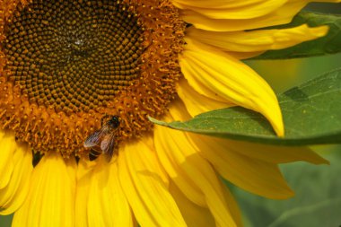 Bulanık arkaplanda parlak sarı ayçiçekleri. Ayçiçekli yatay doğa afişi. Metin için alanı kopyala