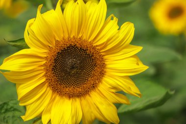 Mavi gökyüzü ve güzel güneş ile ayçiçeği / ayçiçeği