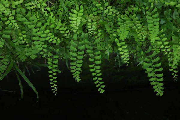 Yeşil Yapraklar Desen Arkaplan Doğal Arkaplan Duvar Kağıdı — Stok fotoğraf