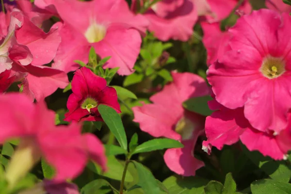 Rosa Petunia Blomma Med Kopieringsutrymme Och Grön Bakgrond — Stockfoto